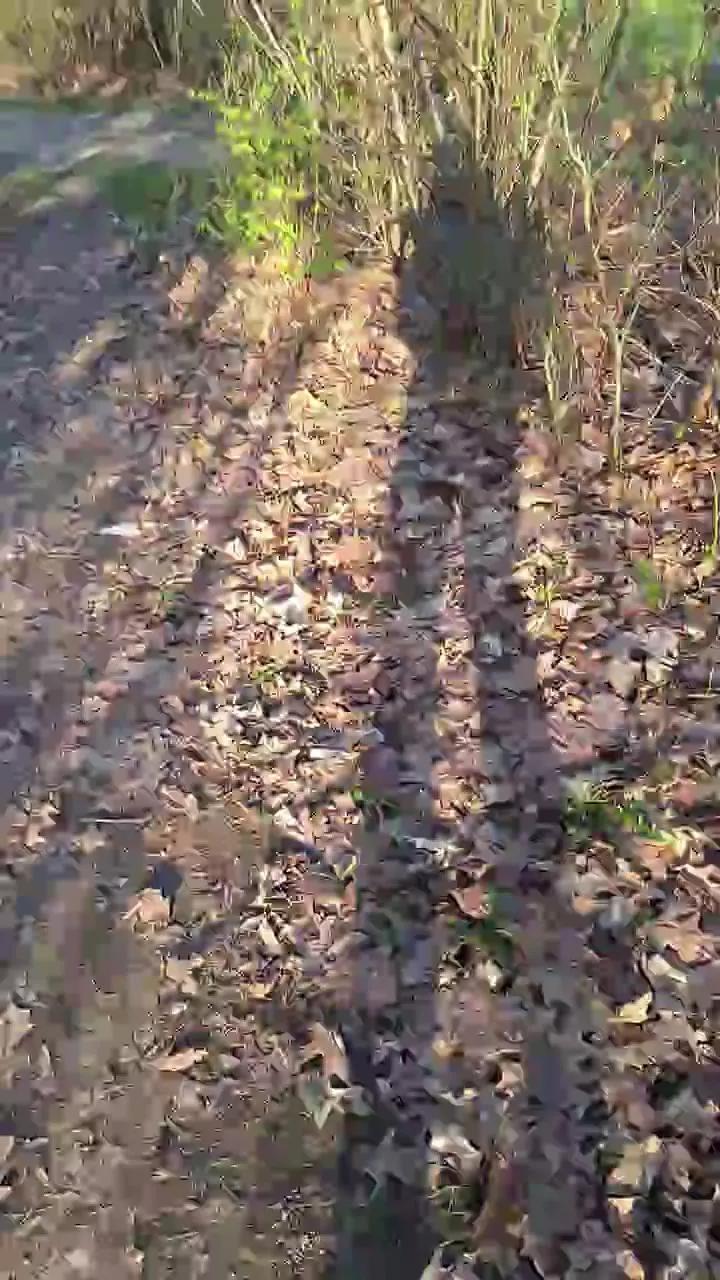 widder35 on Cam4 
